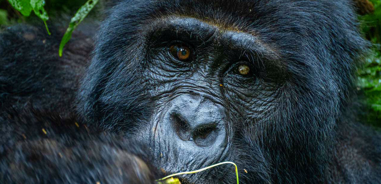 6 Days Rwanda Uganda Gorilla Trek