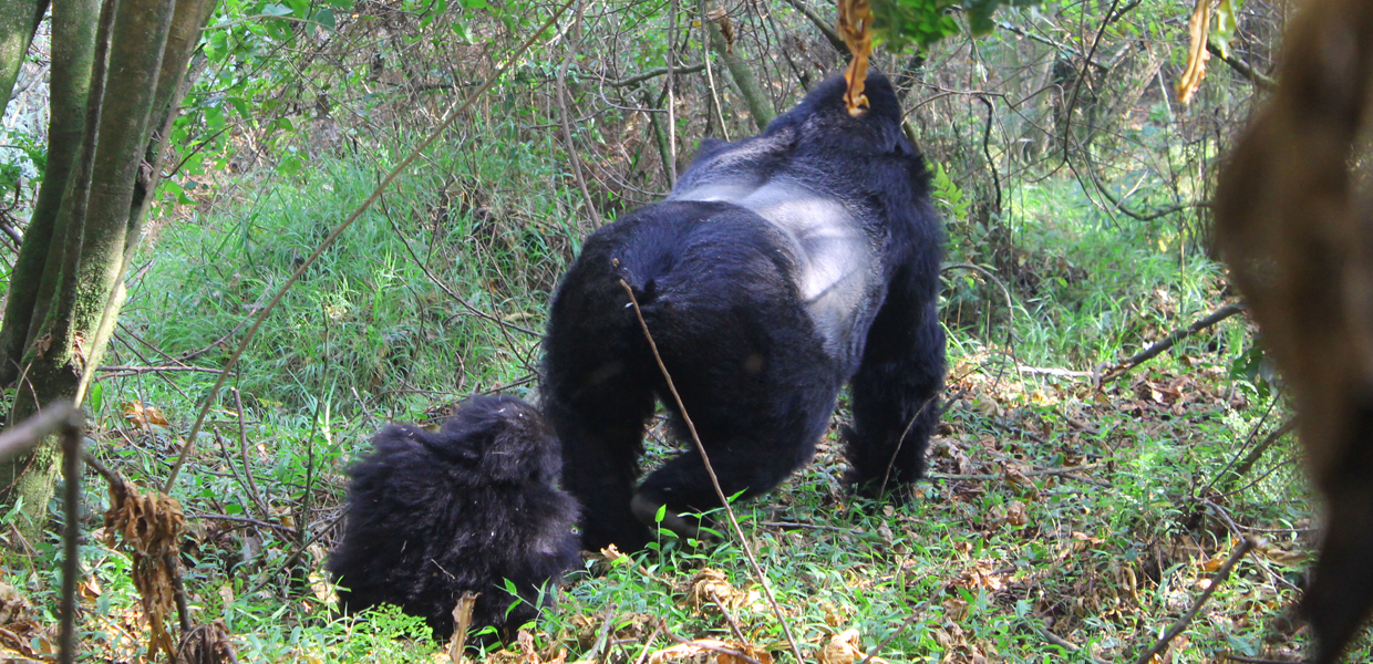 An encounter with an adult male silverback gorilla with it baby