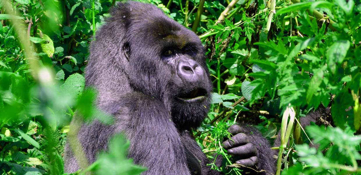 7 Days Extraordinary Gorilla Safari