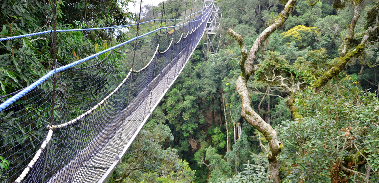 A view of a canopy in Nyungwe forest in Nyungwe National Park in Rwanda