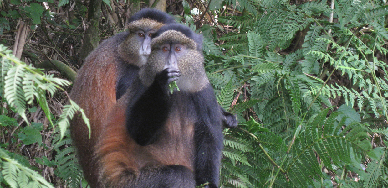 12 Days Uganda Rwanda Primates