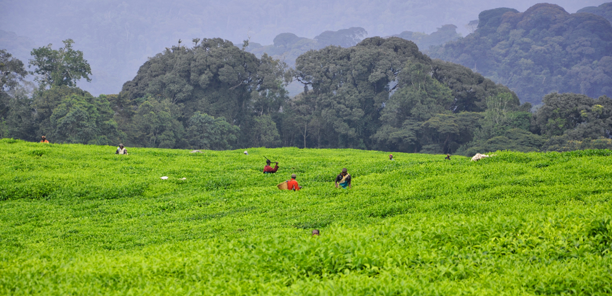 Tea Plantations Tour In Nyungwe