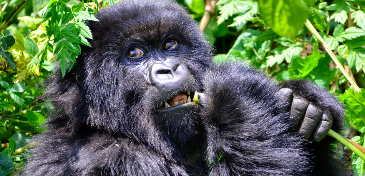 A Female Mountain Gorilla In Volcanoes National Park, Rwanda