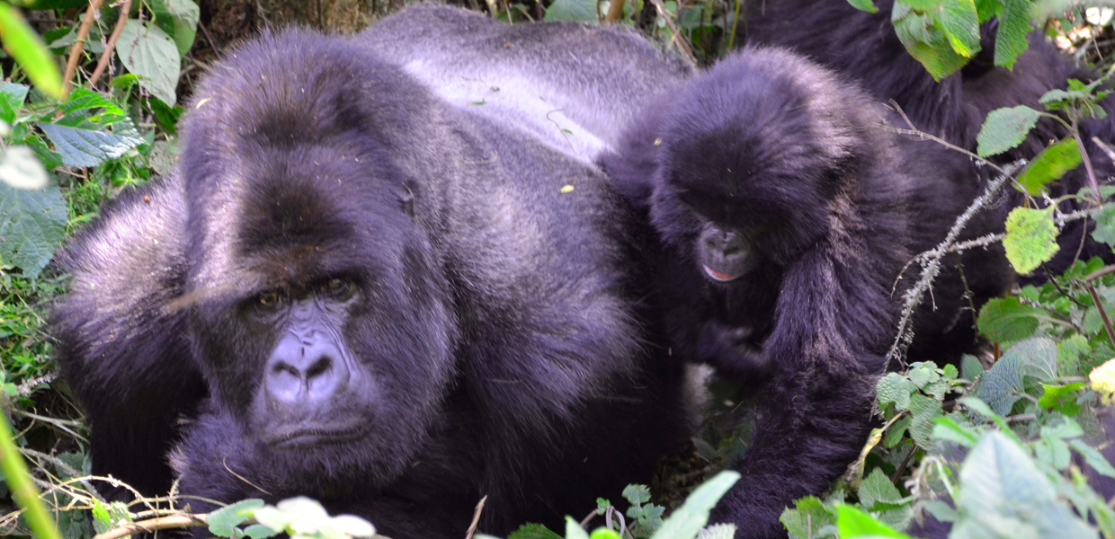 7 Days Uganda Ultimate Gorilla Safari