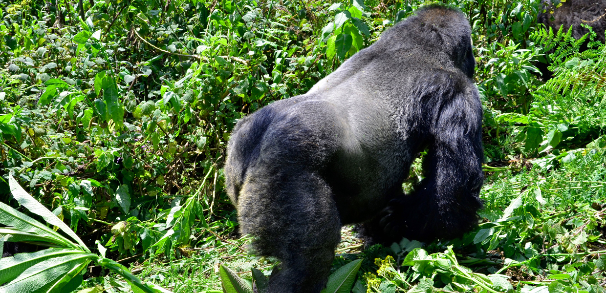 An adult male mountain gorilla in Volcanoes National Park, Rwanda
