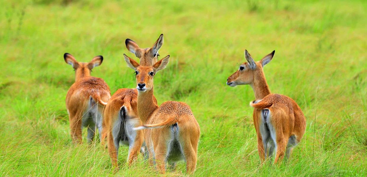 Uganda Safaris