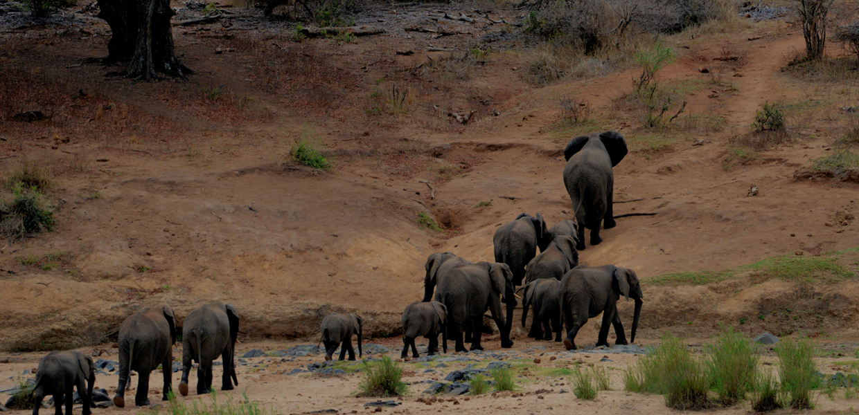 Elephants crossing over. Credit: Frans Van Heerden (Pexels)