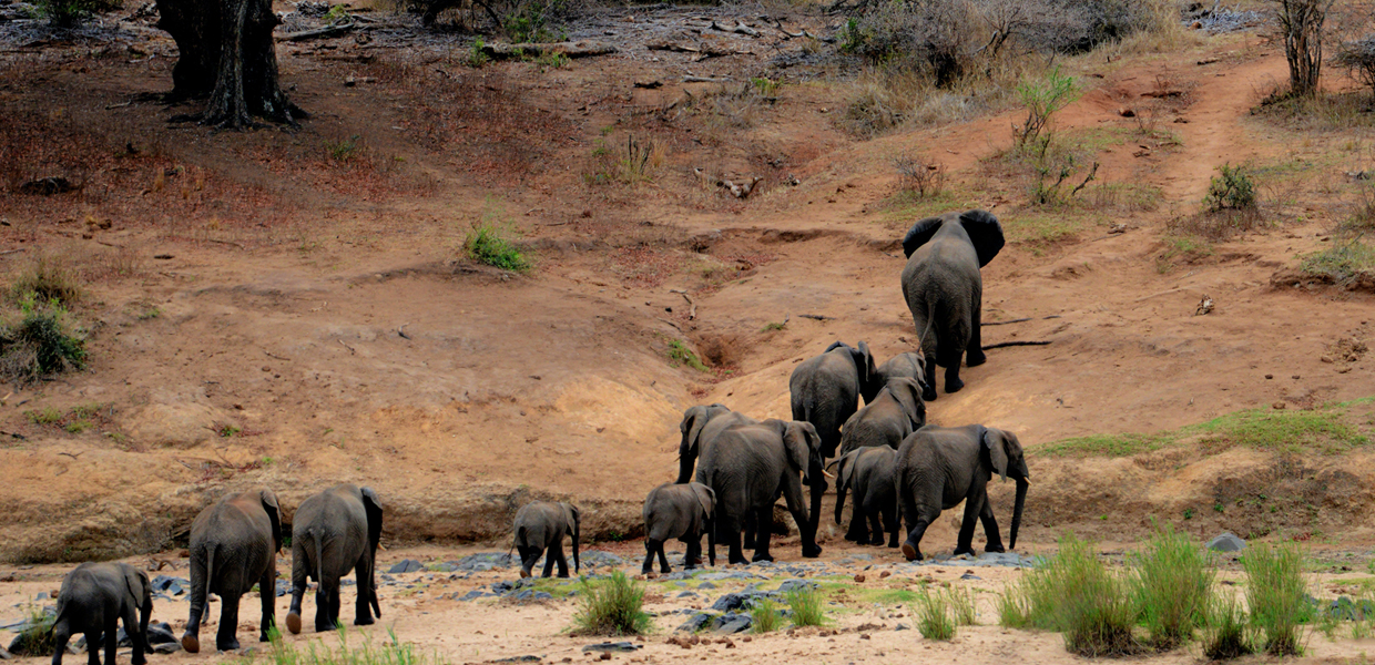 Majestic Wildlife Game Safaris In Uganda