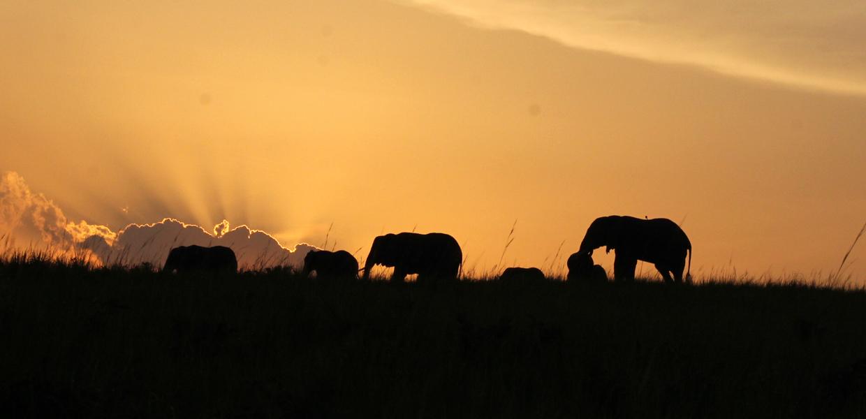 Sunset view with elephants crossing