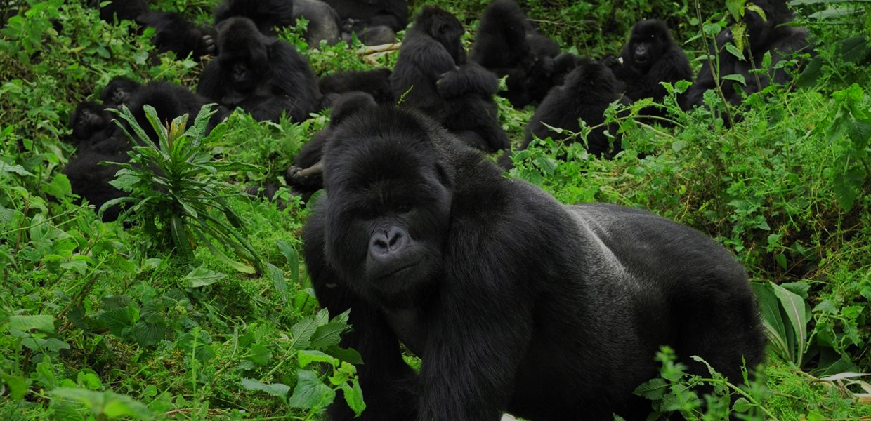 A family of mountain gorillas in Mgahinga Gorilla National Park/. Credit: Uganda Wildlife Authority