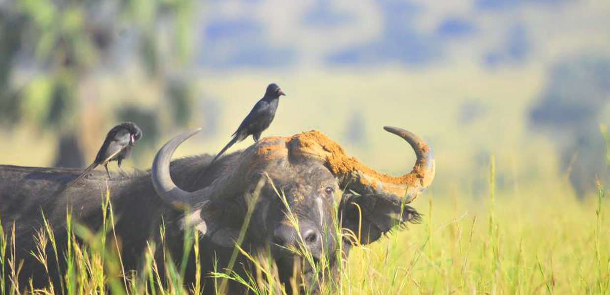 Buffaloes in Queen Elizabeth National Park. Credit: Uganda Wildlife Authority
