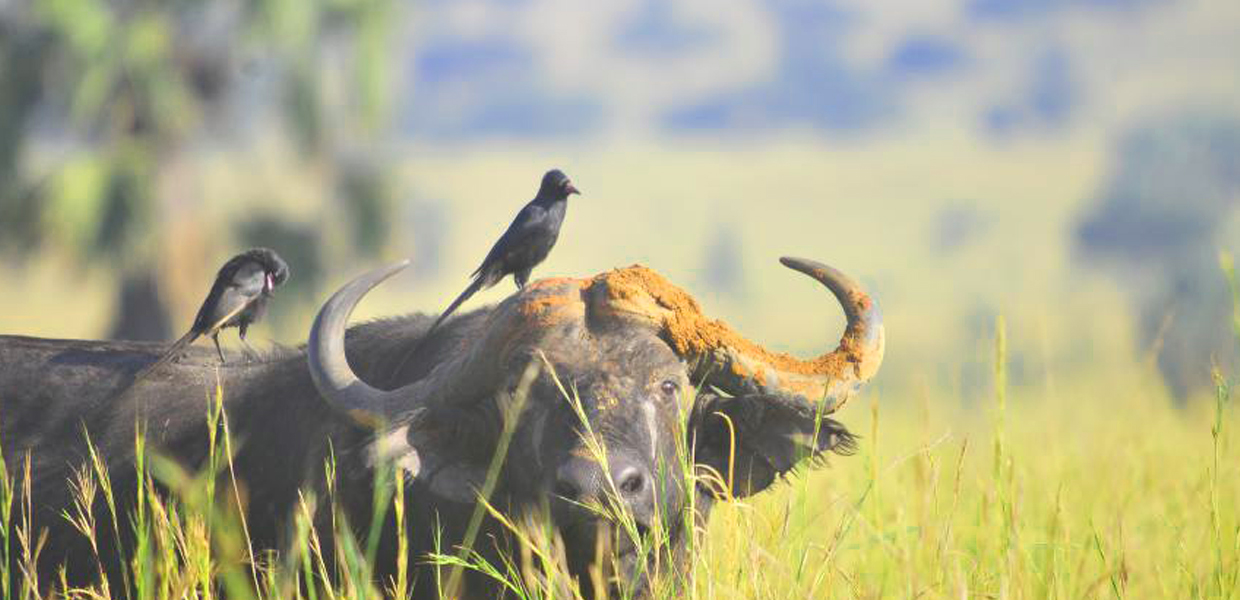 Buffaloes In Queen Elizabeth National Park. Credit: Uganda Wildlife Authority