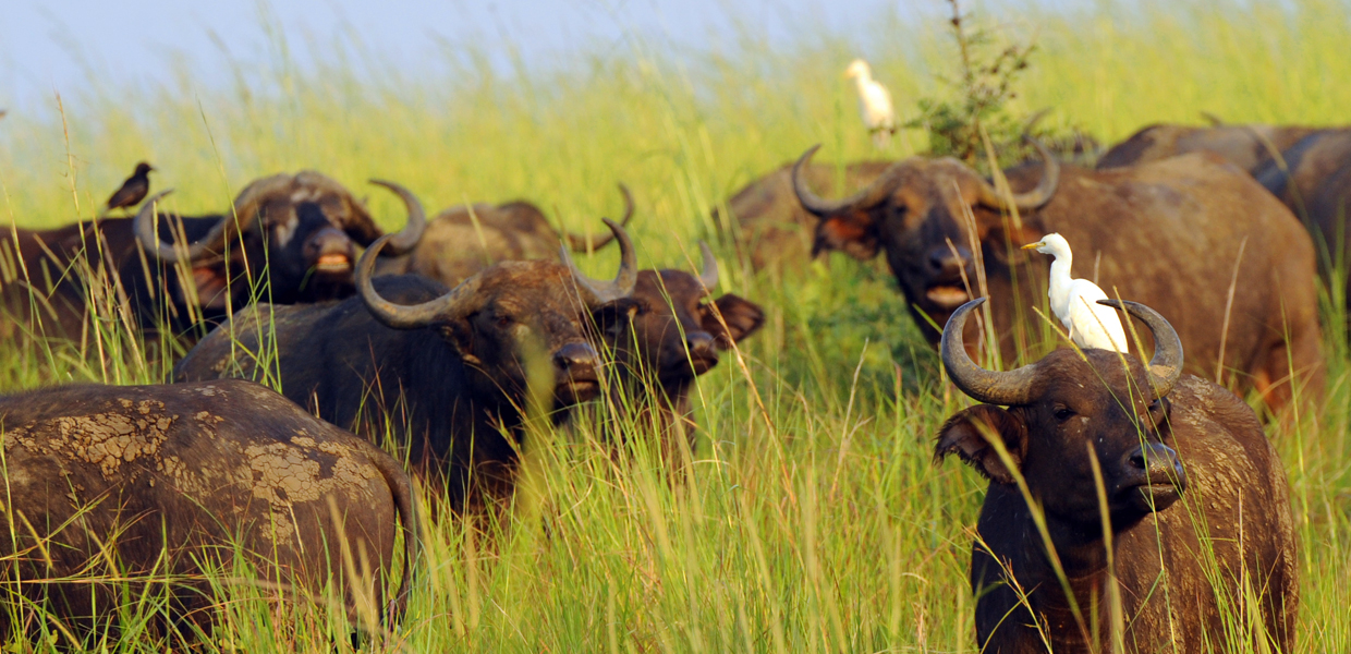 Giant buffaloes in Queen Elizabeth National Park