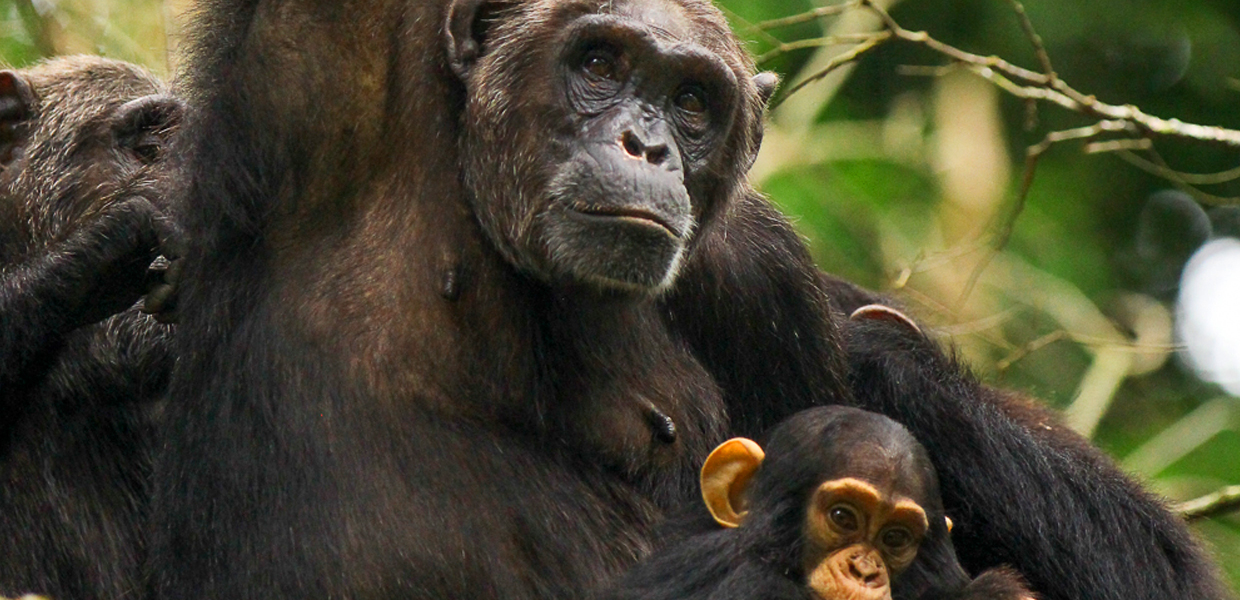 Adult female chimpanzee with its baby