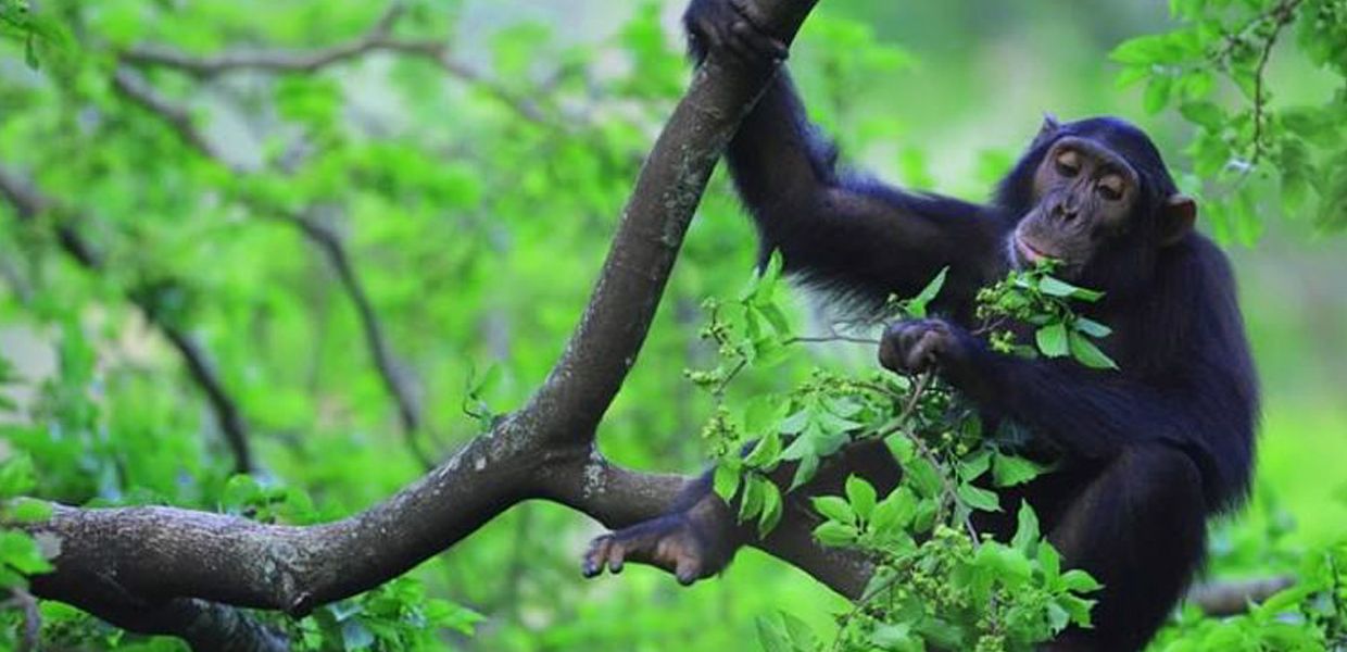 Chimpanzee Trekking Safari In Nyungwe