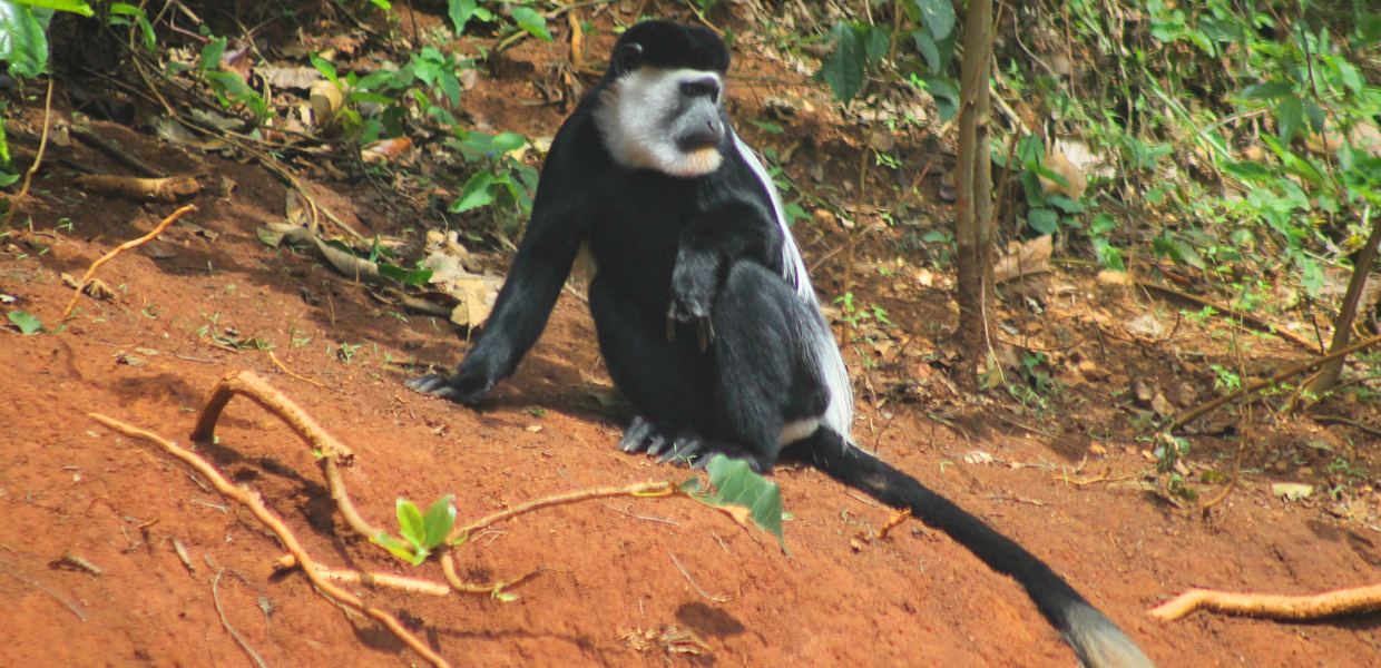 Black And White Colobus Monkey