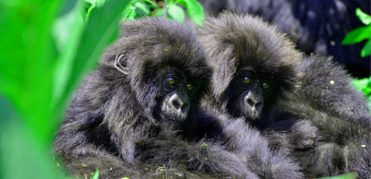 Rwanda Gorilla Safaris