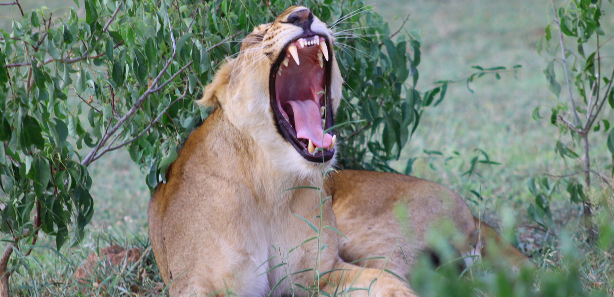 A yawning female lion which can be seen on your wildlife safari