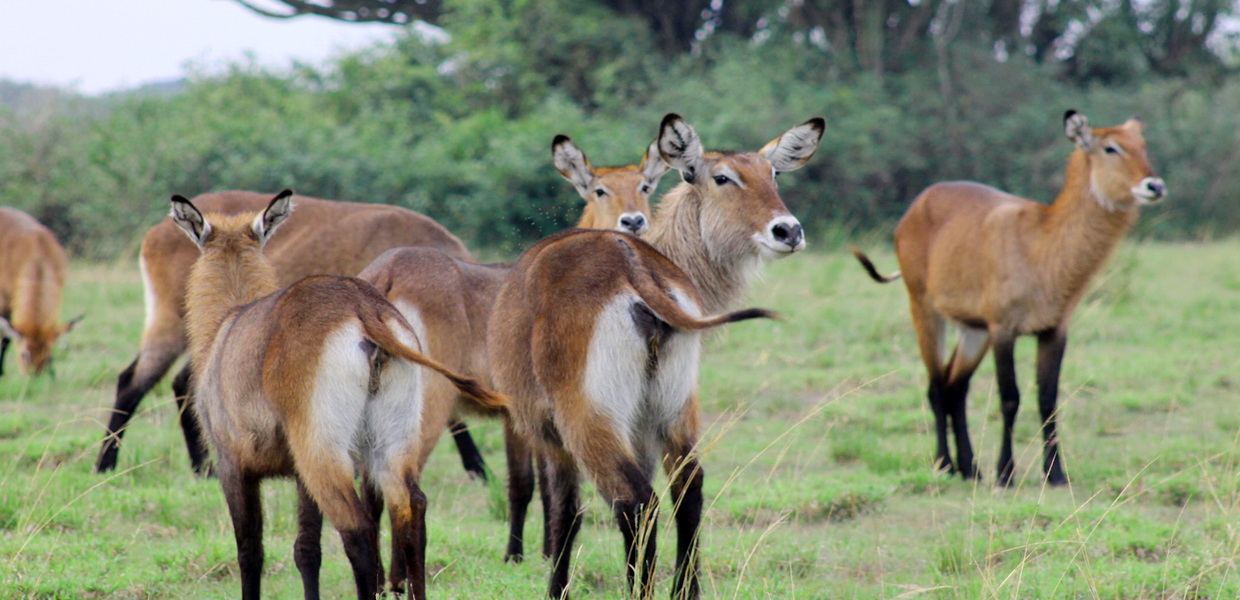 5 Days Rwanda Wildlife Akagera