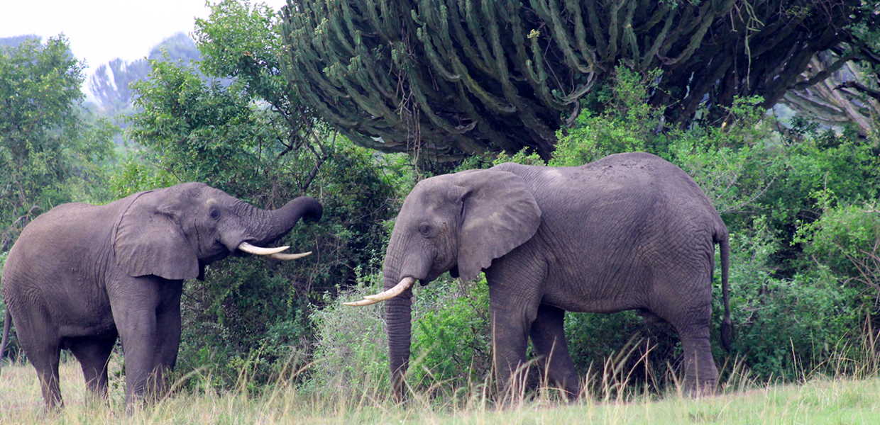 Elephants In Akagera National Park, Rwanda