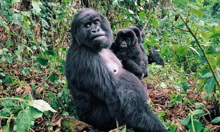 3-days Bwindi
Gorilla trekking