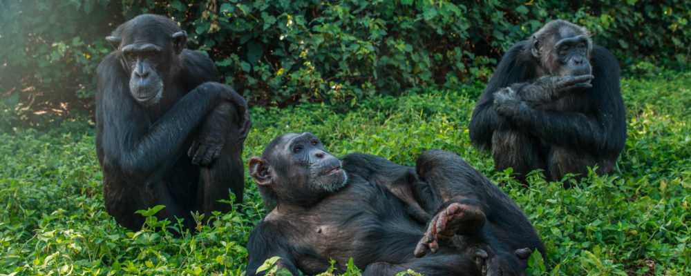 Chimpanzee-1-day Ngamba Island