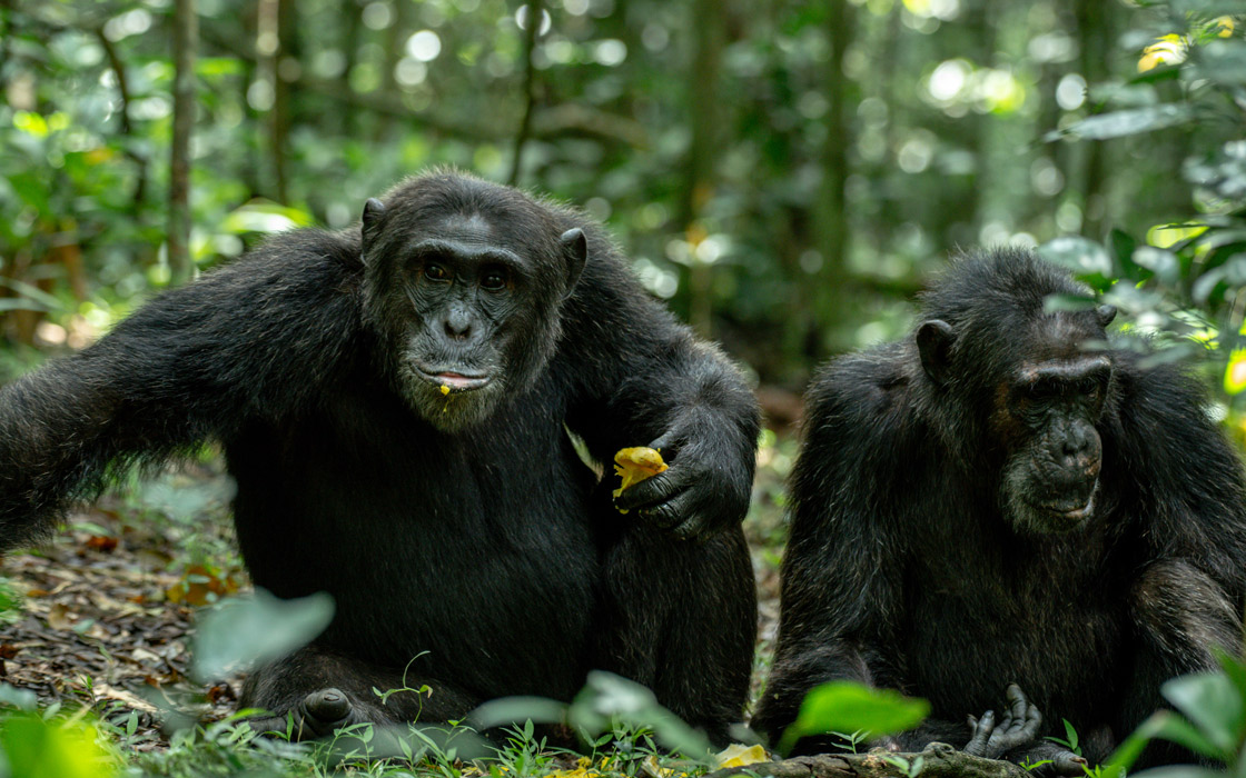 KIBALE NATIONAL PARK.