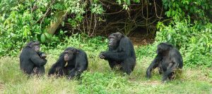 Chimpanzee Ngamba Island
