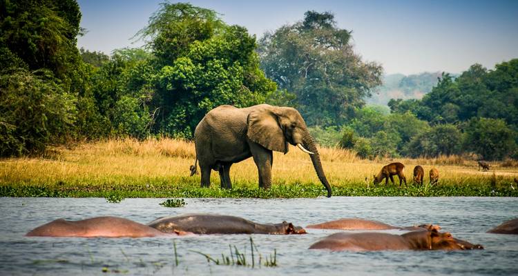 Top 5 Massively Exciting Safari Destinations In Uganda