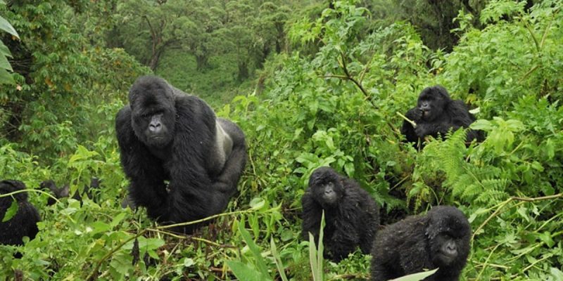 Bwindi-gorilla trekking