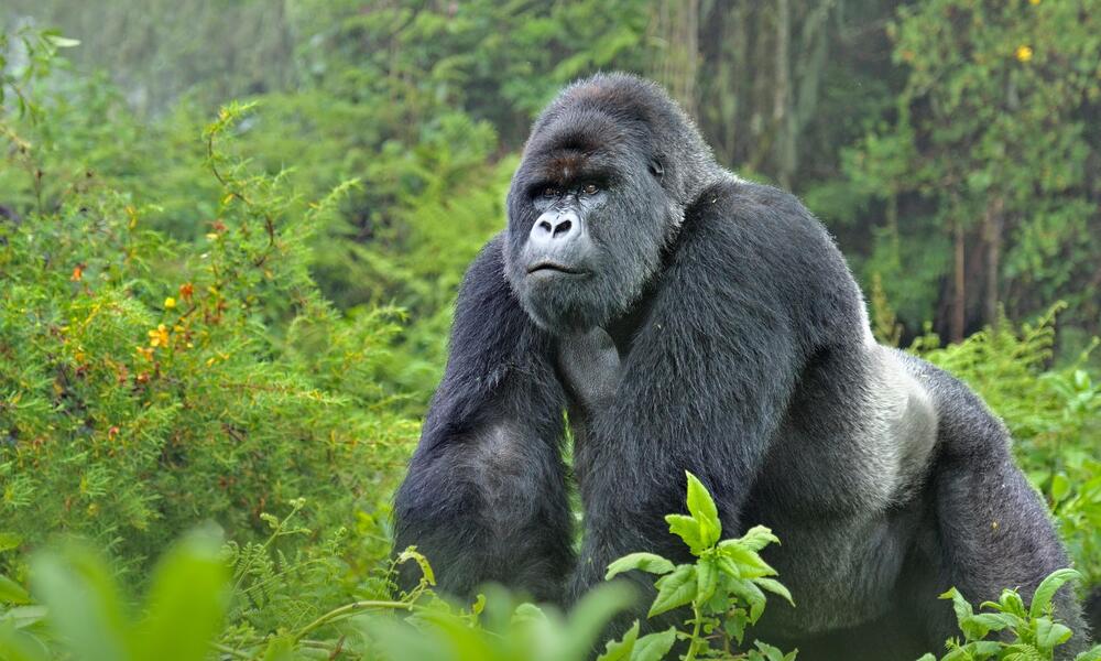 Mountain Gorilla(Ibuth Safaris-7days Bwindi
