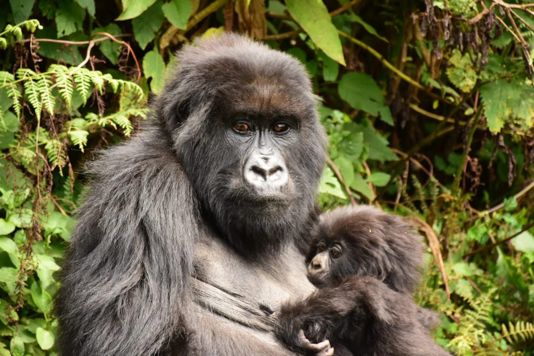 BWINDI IMPENETRABLE NATIONAL PARK