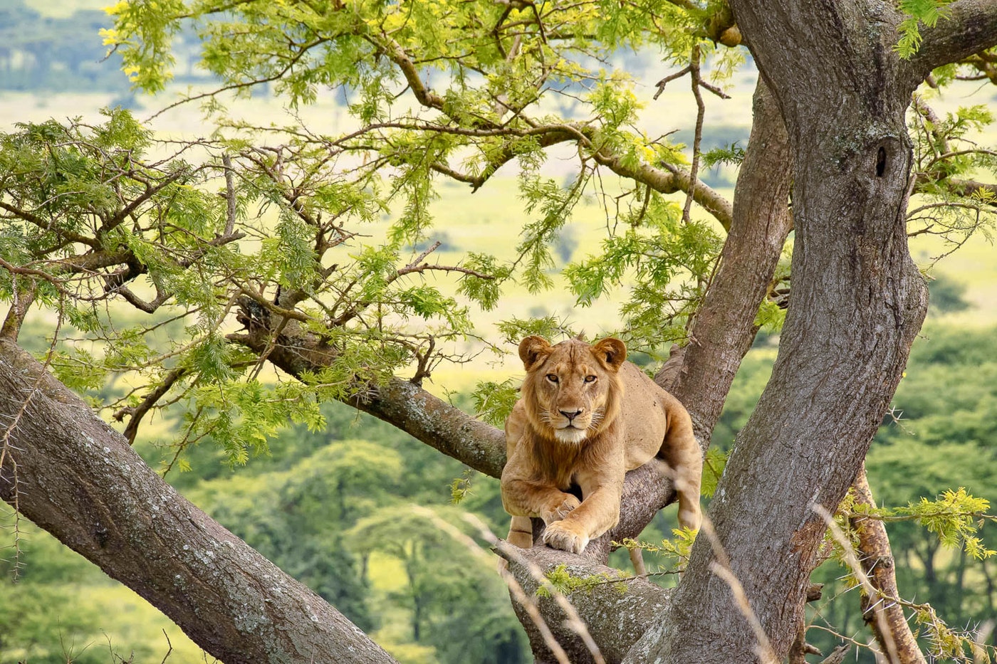 QUEEN ELIZABETH NATIONAL PARK.