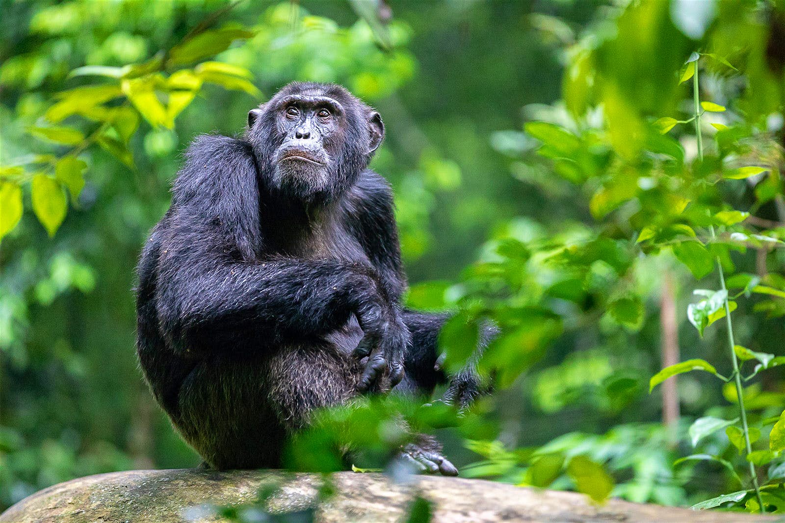 HOW TO AVOID CHIMPANZEES' ATTACKS ON A TREK.