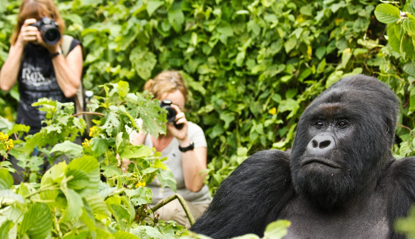 Gorilla Trip In Uganda