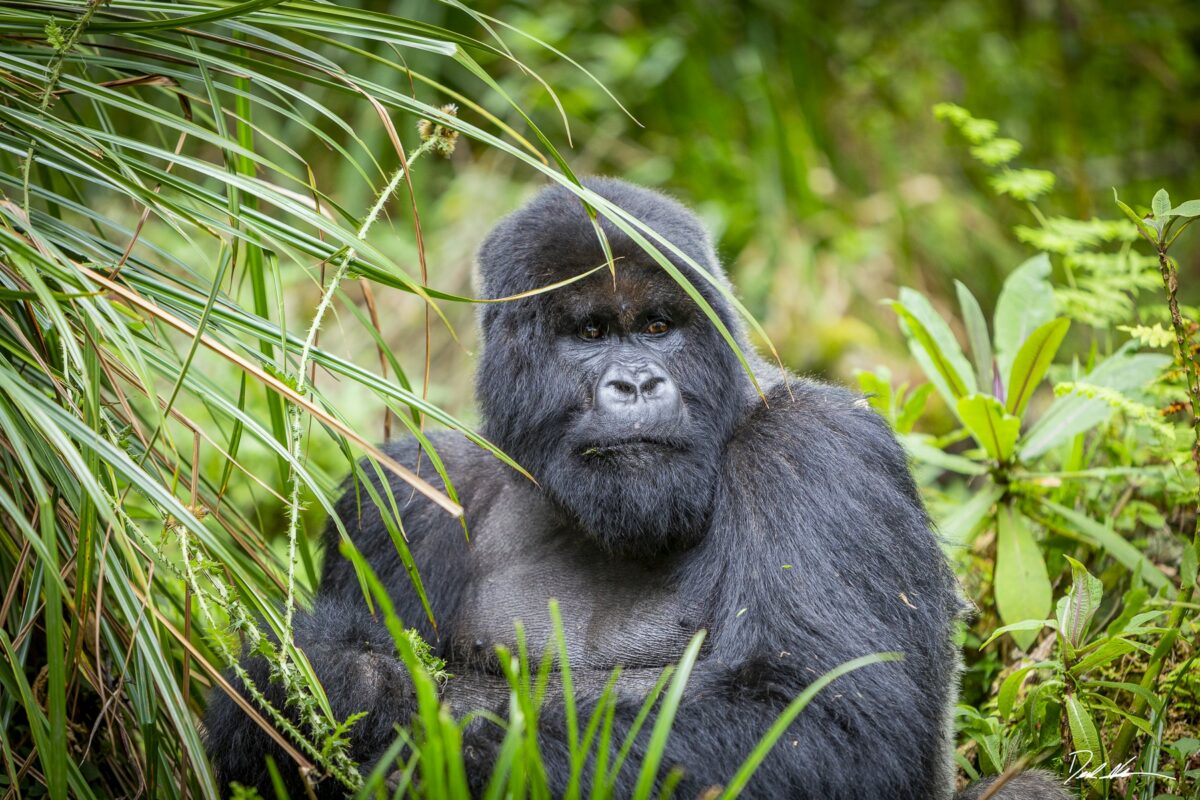 MOUNTAIN GORILLAS SILVERBACK.