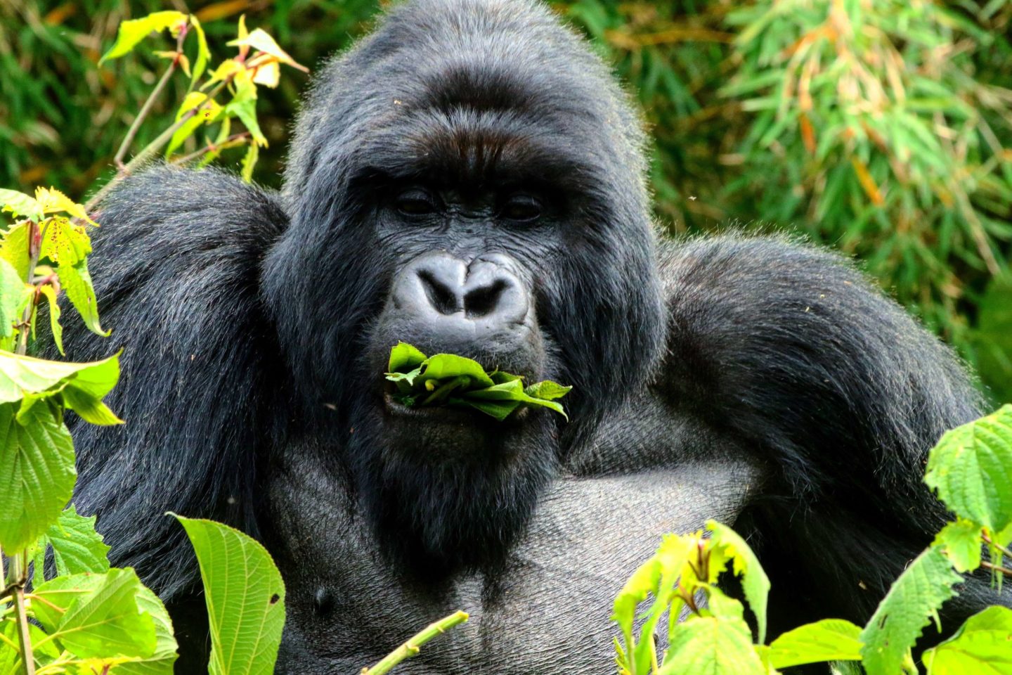 Mountain gorillas diet