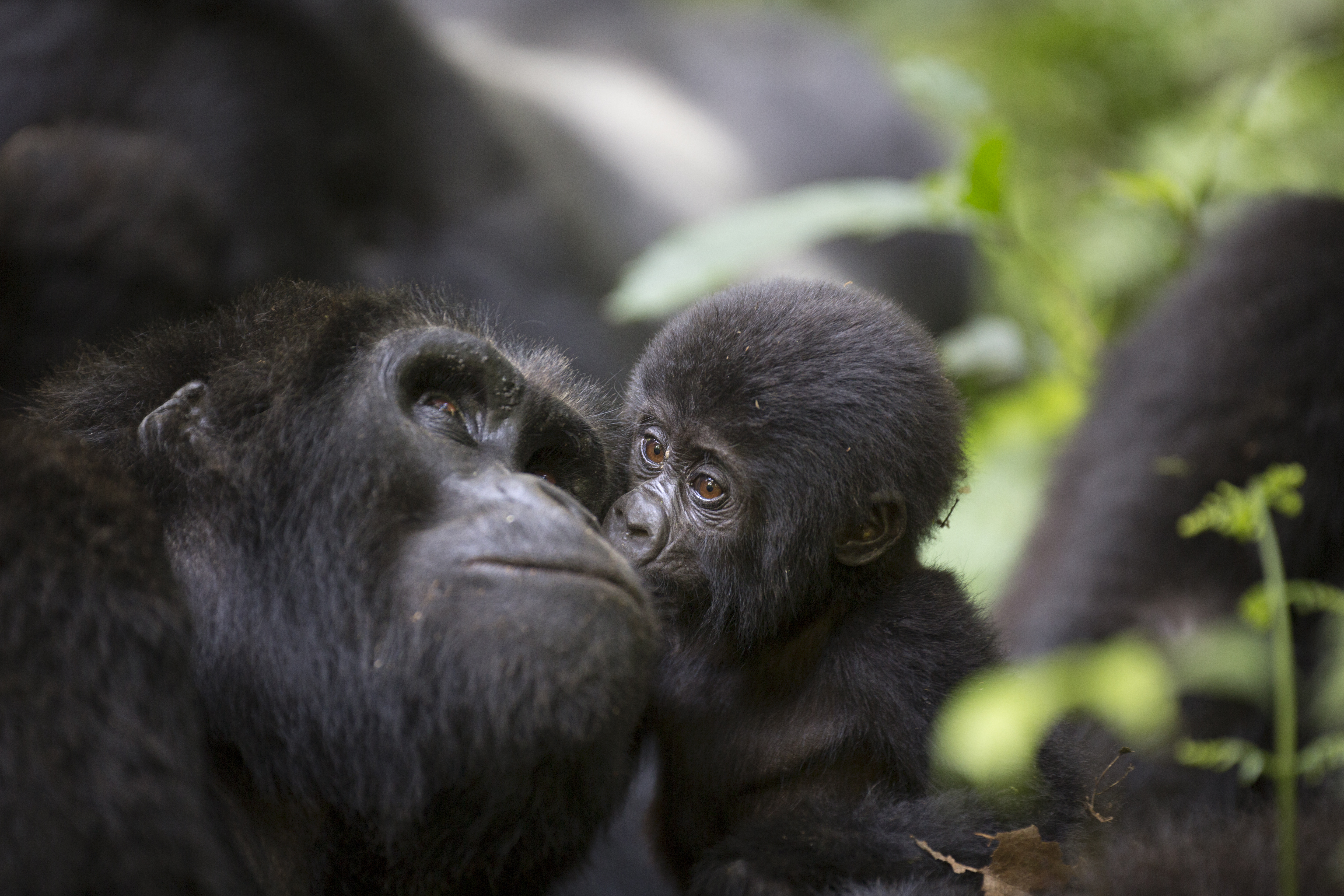 Rwanda Gorilla Families