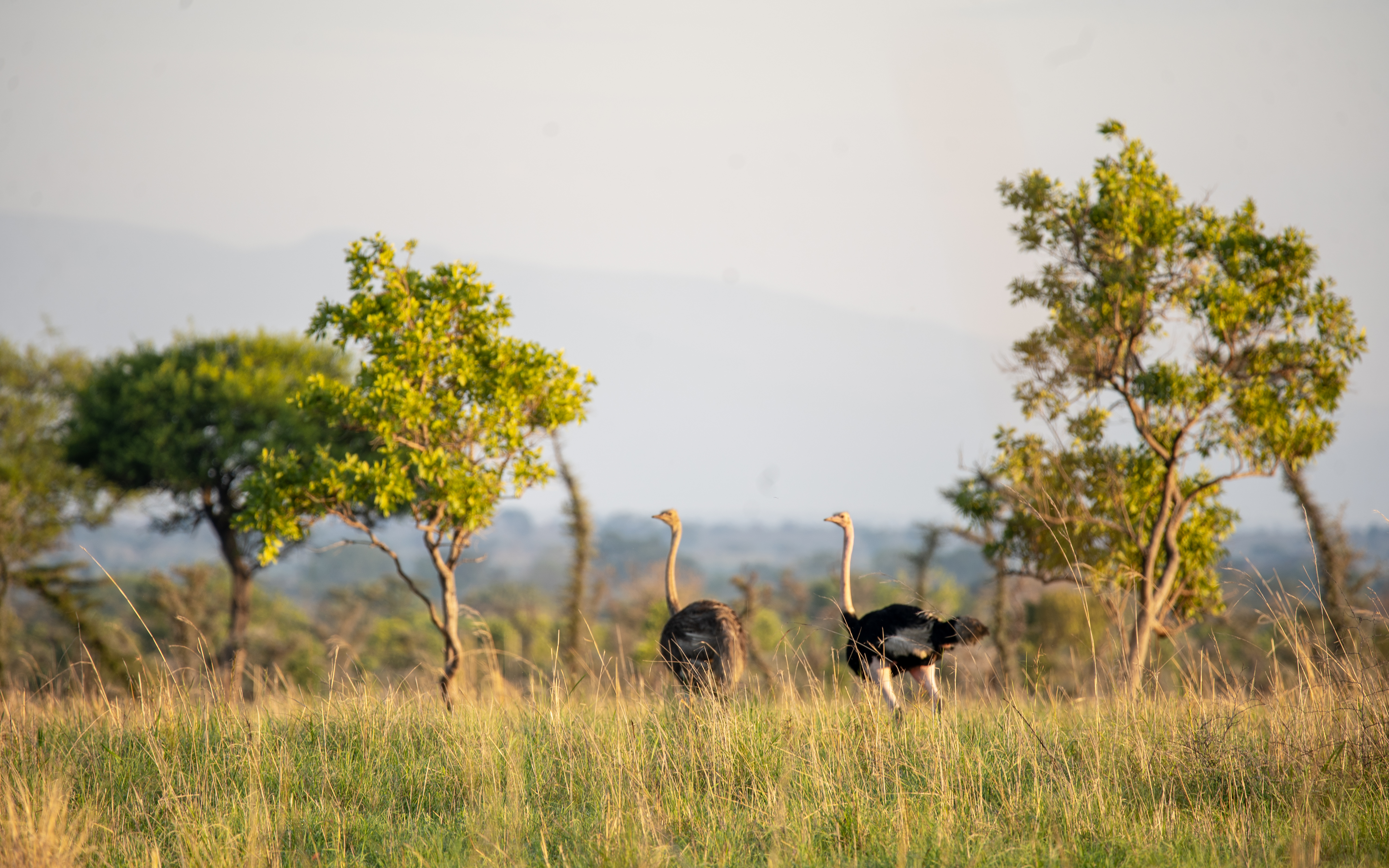 Pian Upe Game Reserve.