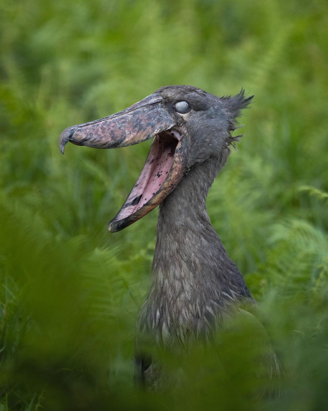 The Shoebill Stork.