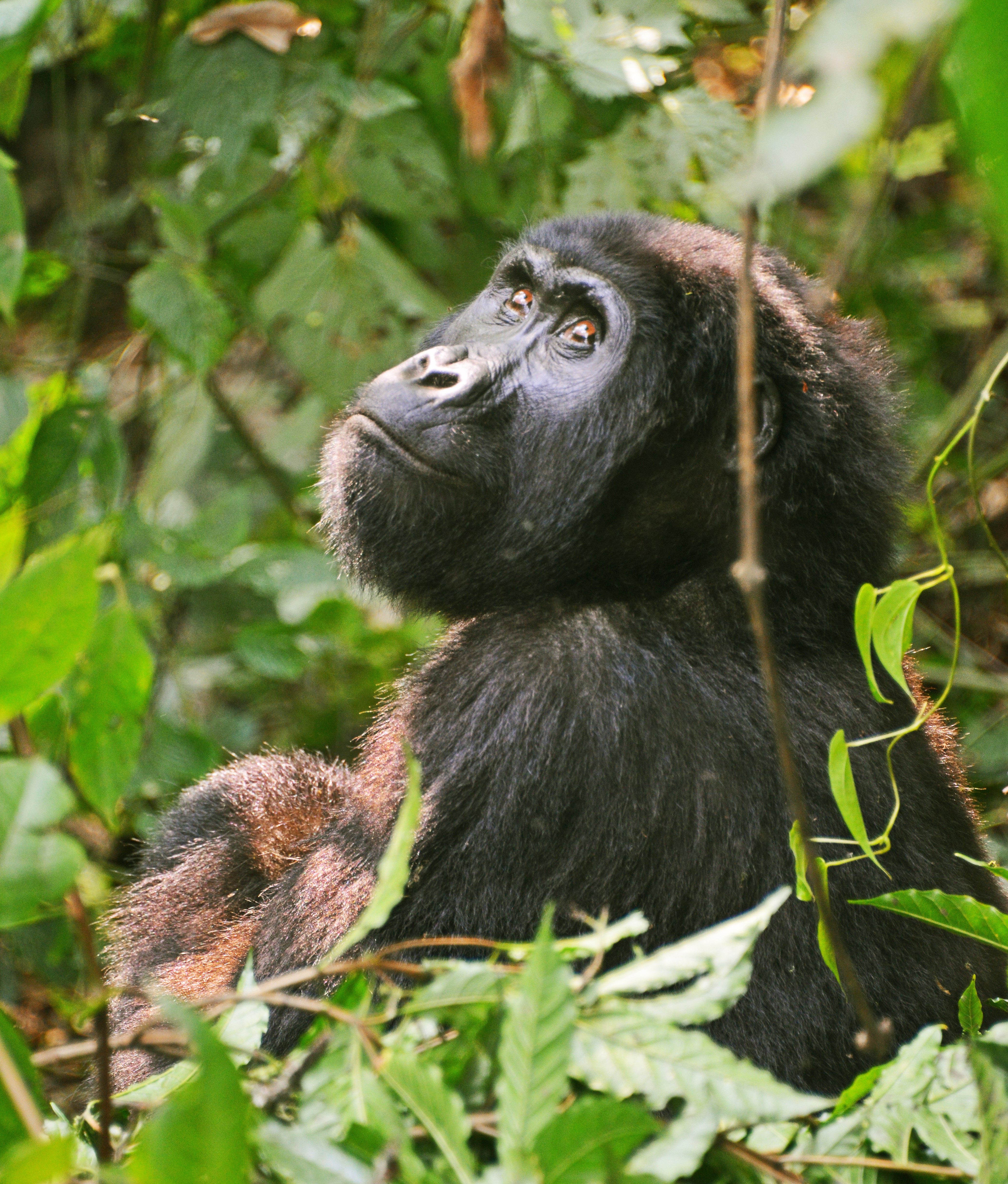 Gorilla Trekking Tips And Guidelines.