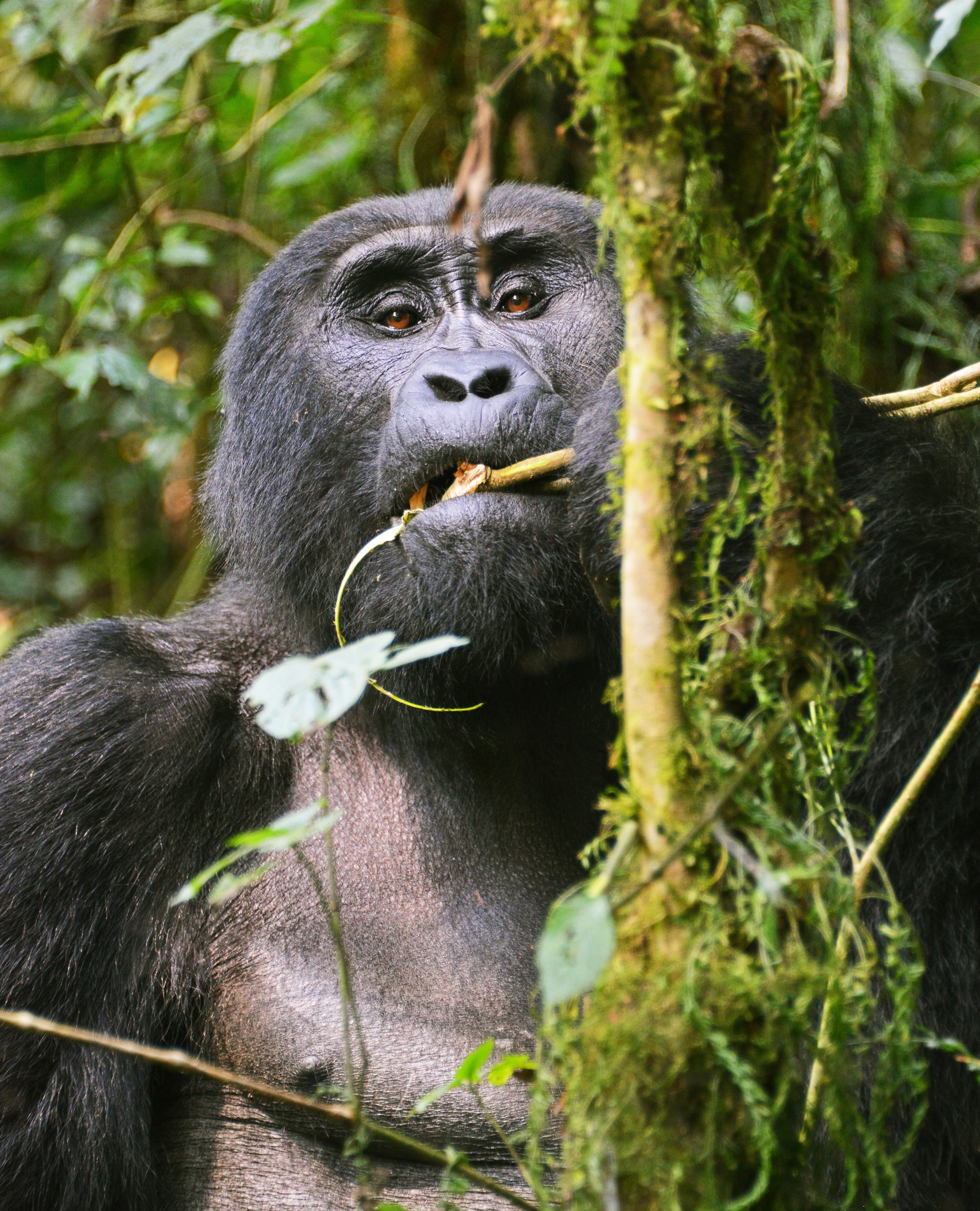 Mgahinga Gorilla Trekking From Mbarara.