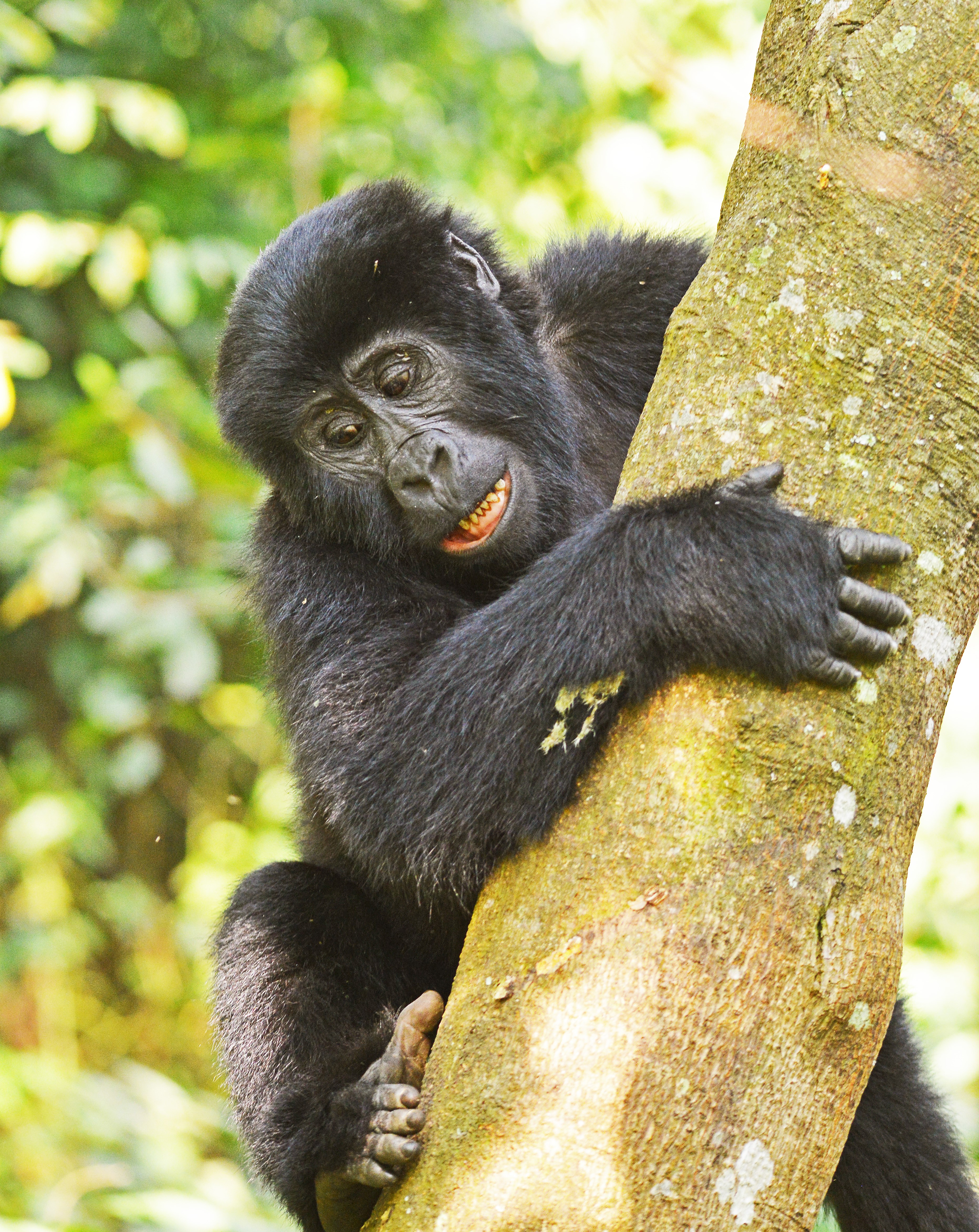 Gorilla Trekking In Africa.