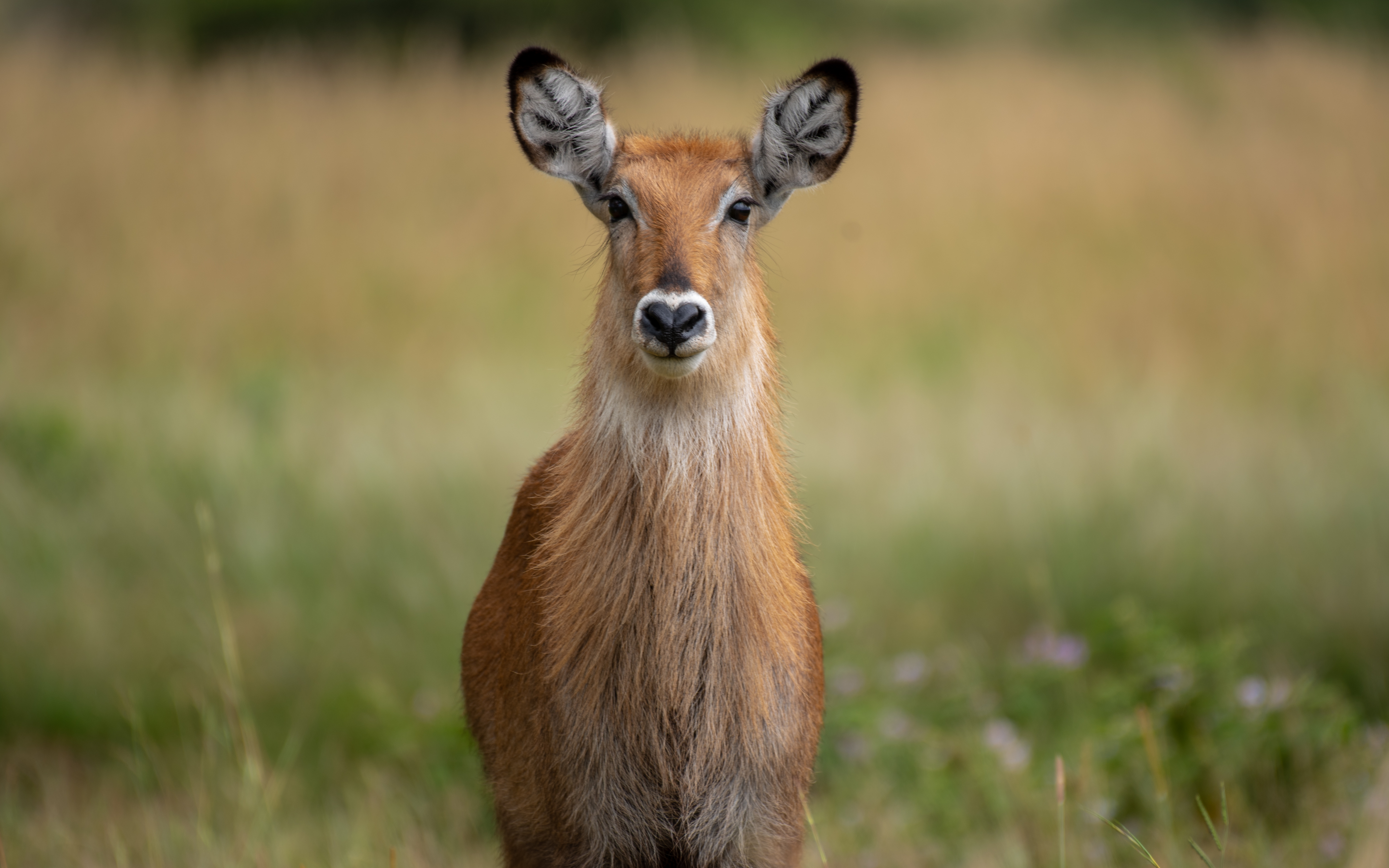 Defassa Waterbuck