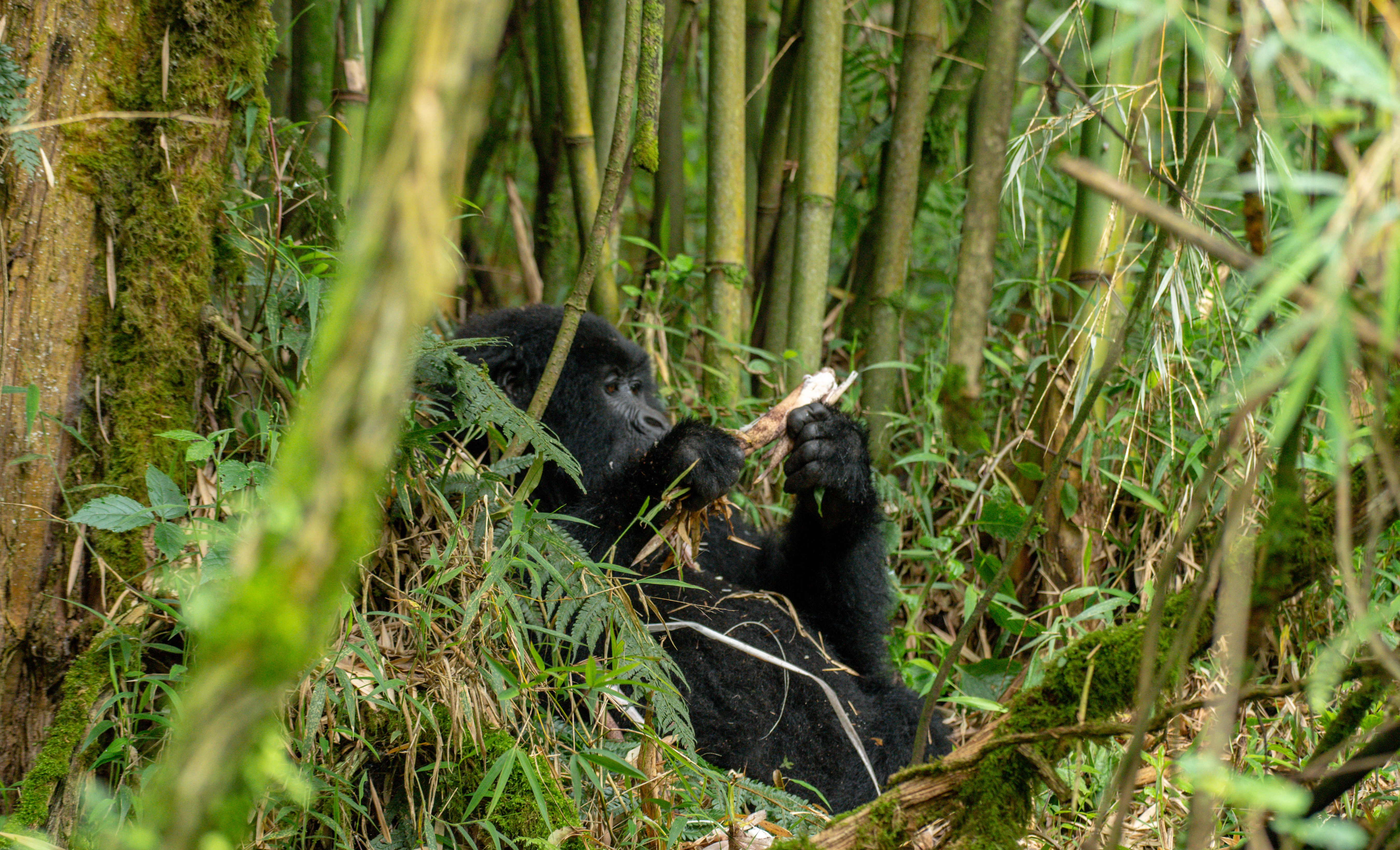 3 Days Mgahinga Gorilla Trekking Trip.