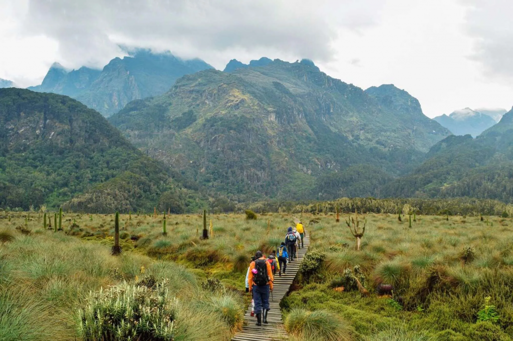 12 Day Rwenzori Mountain Climbing and Wildlife Safari.