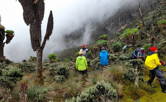 12 Day Rwenzori Mountain Climbing and Wildlife Safari.