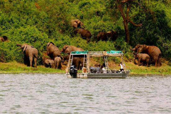 Tourists watching Elephants on a Boat Cruise on Kazinga Channel.