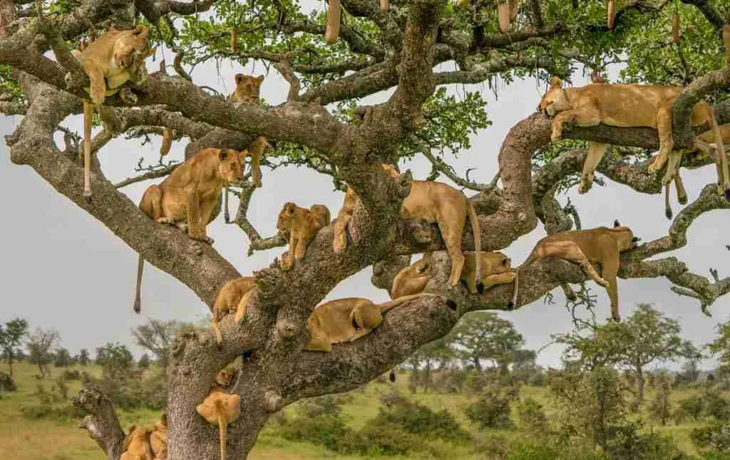 Tree Climbing Lions resting in Queen Elizabeth National Park.