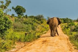 Elephant In Murchison Falls National Park